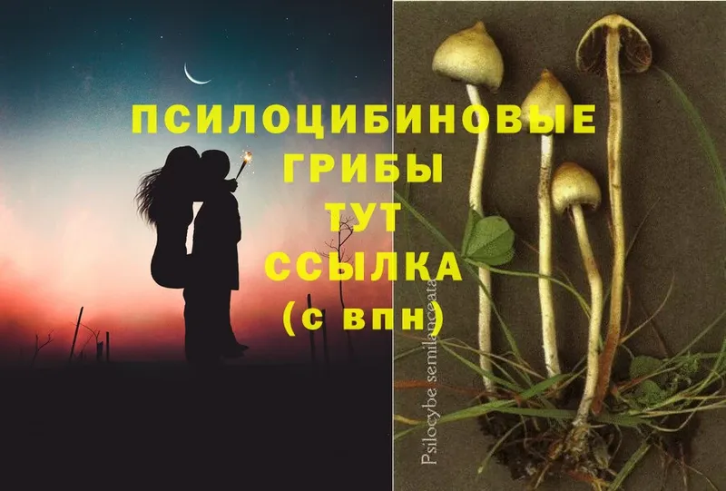 ссылка на мегу вход  Руза  Псилоцибиновые грибы Psilocybine cubensis 